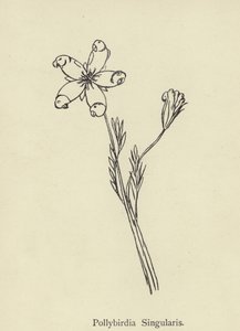 Pollybirdia Singularis door Edward Lear
